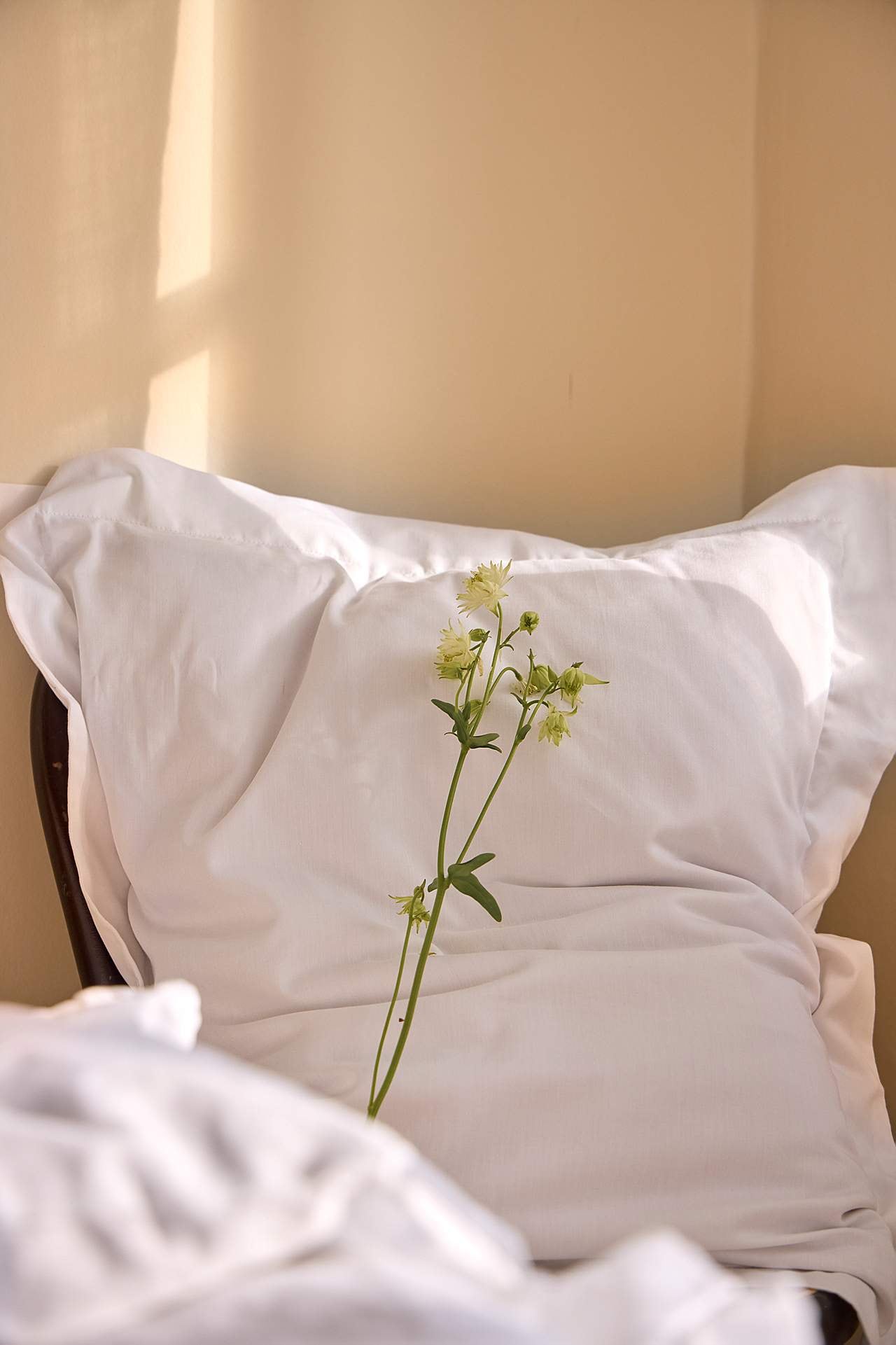 Pillow case in satin with wing 50x60 cm Organic cotton 2-pack